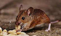 24 Hour & Emergency Exterminators in Wht Sulphur S, WV